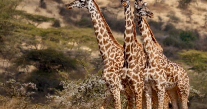 Entdecke die Wunder von Reise Tansania